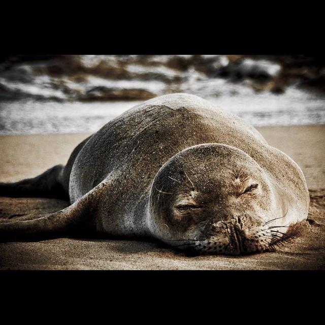 Episode 148: Aloha Hawaiian Monk Seal - podcast episode cover
