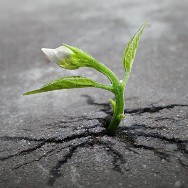 patience and perseverance go hand in hand - podcast episode cover