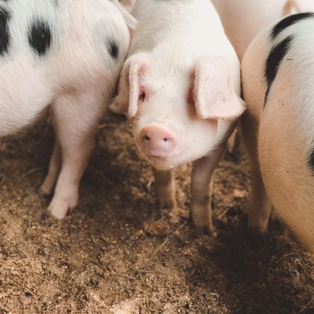 Ep 75 Philosophy 101 & Family Farming Part 2 - podcast episode cover
