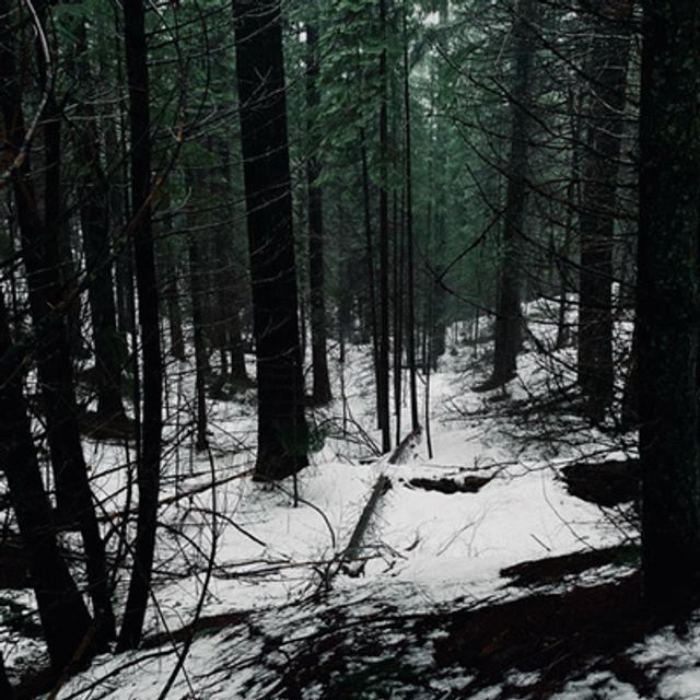 122: Douglas Fir Tree Ears On A Rainy Winter Night- Part 2 - podcast episode cover