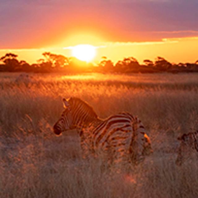 All About African Safari Photography - podcast episode cover