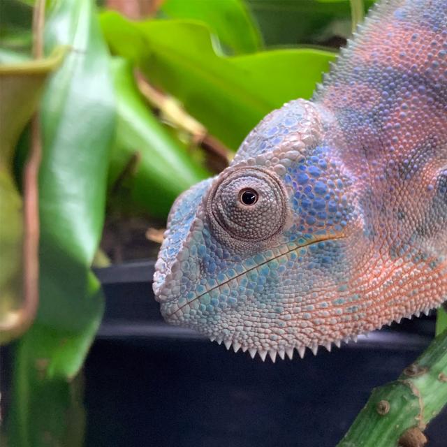 Five Most Asked Chameleon Questions - podcast episode cover
