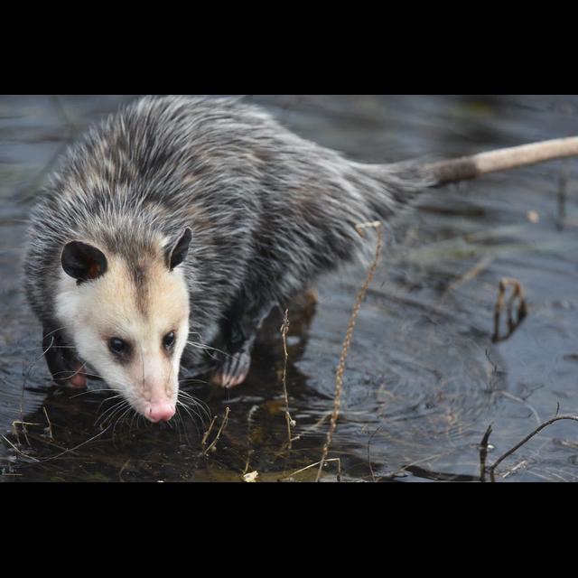 Episode 169: Awesome O-Possum - podcast episode cover
