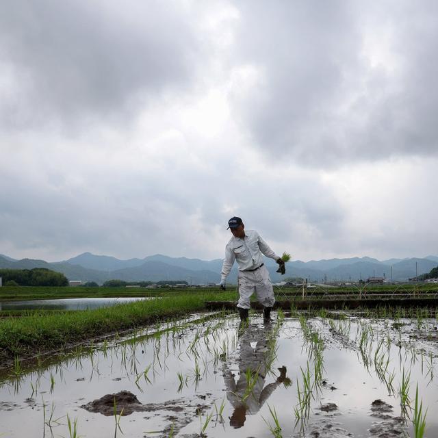 Could Japan's rice crisis be easing? - podcast episode cover