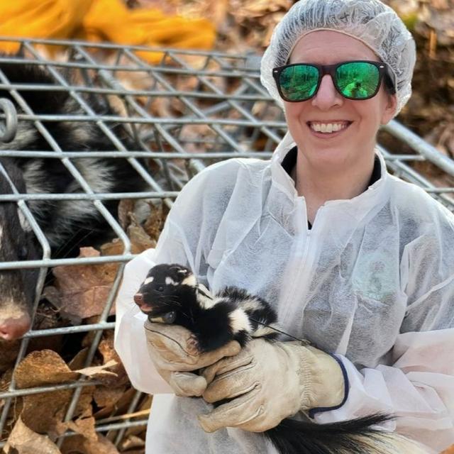 TW 374 - Ooh That Smell, Spotted Skunk Lifts It’s Tail - podcast episode cover