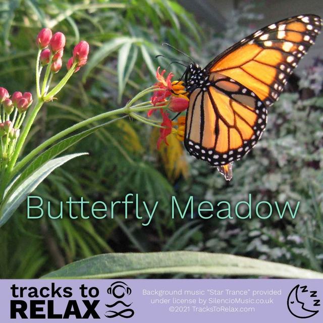 Butterfly Meadow Sleep Meditation - podcast episode cover