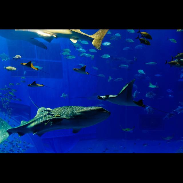Astronomy Tool Helps ID Sharks - podcast episode cover