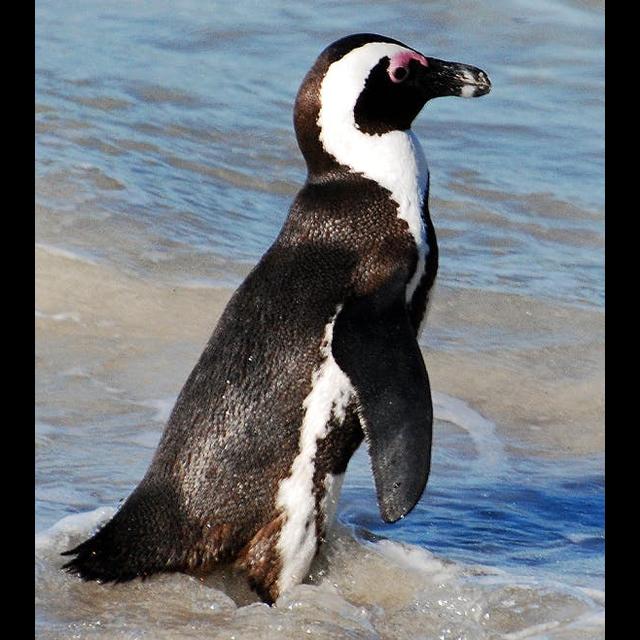 African Penguins Slipping Away - podcast episode cover