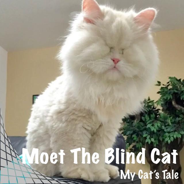 My Cat’s Tale: Moet The Blind Cat - podcast episode cover
