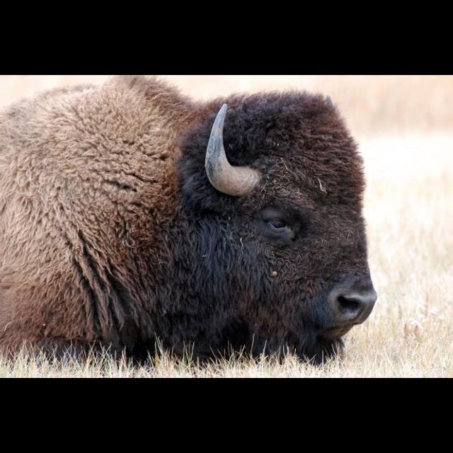 Episode 90: Big, Bold, Bison - podcast episode cover