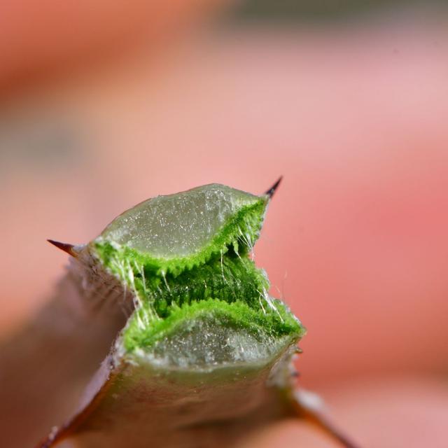 Plant Anatomy with Jim Mauseth - podcast episode cover