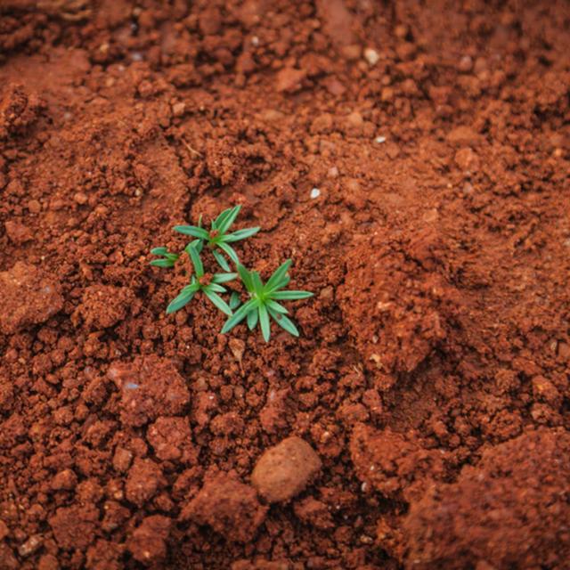 How Soil Can Save the World - podcast episode cover
