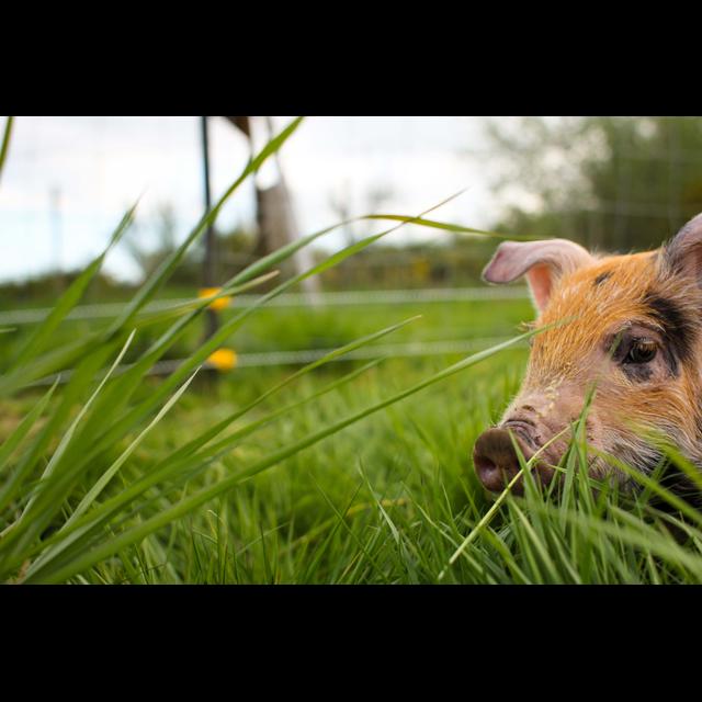 Ep. 10: Heritage Breed Pork - podcast episode cover