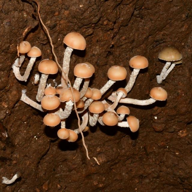 Genome Sequencing Magic Mushrooms, Democratizing Science, Oaxaca Cloud Forests - podcast episode cover