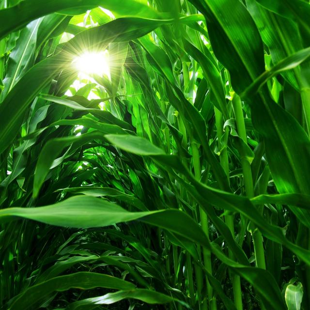 Agri Commodities in 2023 and the Impact on Food Companies - podcast episode cover