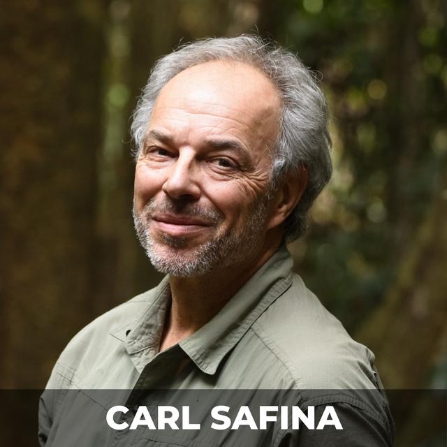 The Beauty and Complexity of Animal Cultures | Carl Safina - podcast episode cover