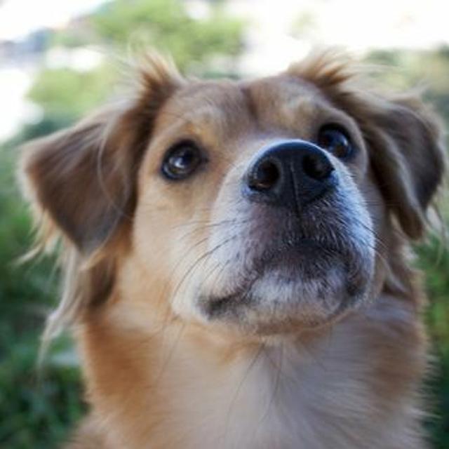 PODCAST: Dog cloning, explained - podcast episode cover