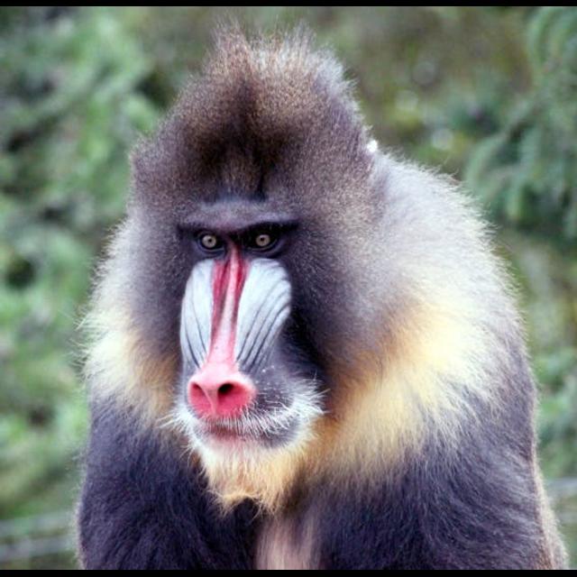 Old World Mandrills - podcast episode cover