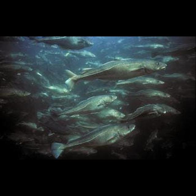 Cod Could Cope with Constrained Climate Change - podcast episode cover