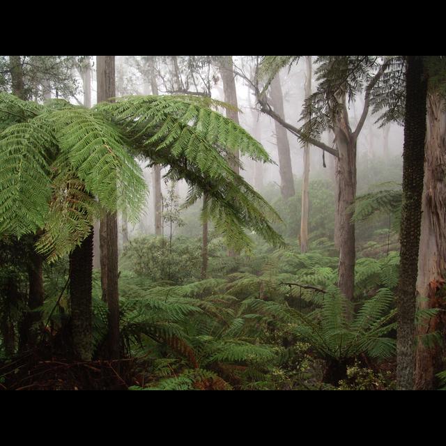 The harder they fall - stories of life and death in the South East Forests of NSW - podcast episode cover