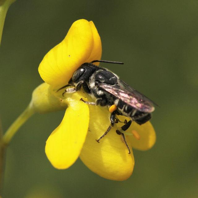 Planting for Pollinators - podcast episode cover