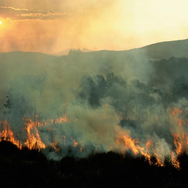 Nature Docs Avoid Habitat Destruction - podcast episode cover