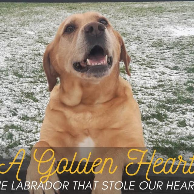 A Big Bark podcast special - A golden Heart - The labrador that stole our hearts - podcast episode cover