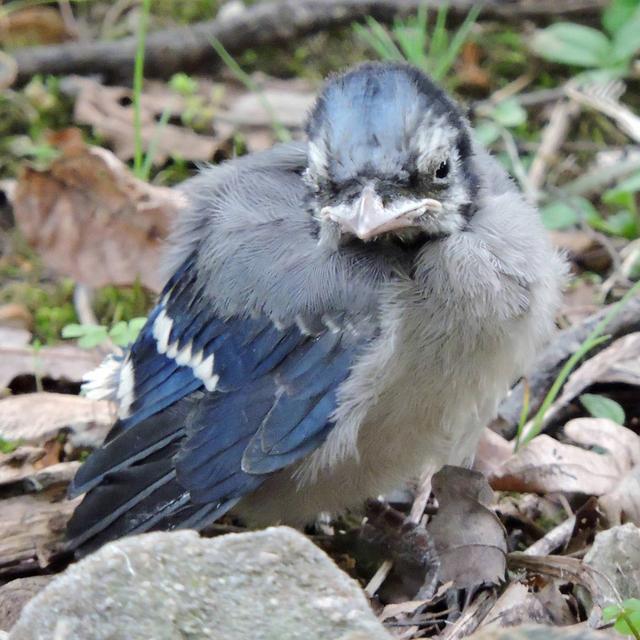 Mysterious Bird Deaths of 2021: Digging Deeper into the Bird Mortality Event - podcast episode cover