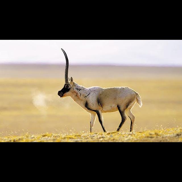 Traveling with Tibetan Antelope - podcast episode cover
