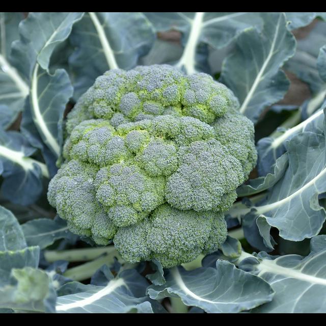 Aversion to Broccoli May Have Genetic Roots - podcast episode cover