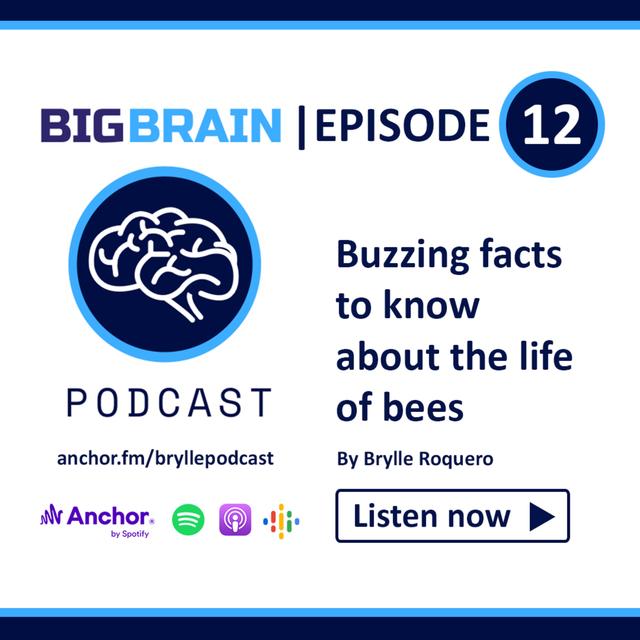 Buzzing Facts Worth Knowing About Bees - podcast episode cover