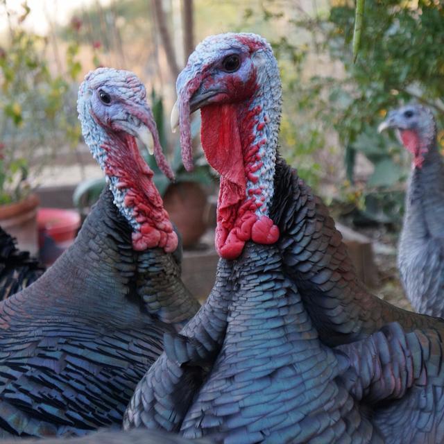 Thanksgiving Tradishes (Part 2) - podcast episode cover