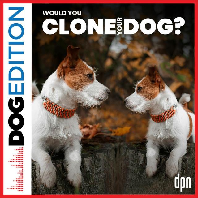 Would You Clone Your Dog? | Dog Edition #40 - podcast episode cover