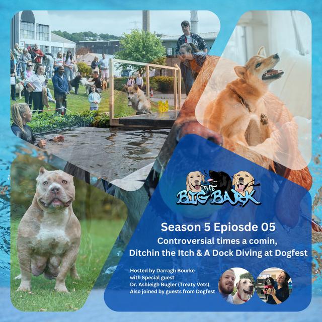 The Big Bark - S05E05 Episode #82 - Controversial times a comin, Ditchin the Itch, & Dock diving at Dogfest - podcast episode cover