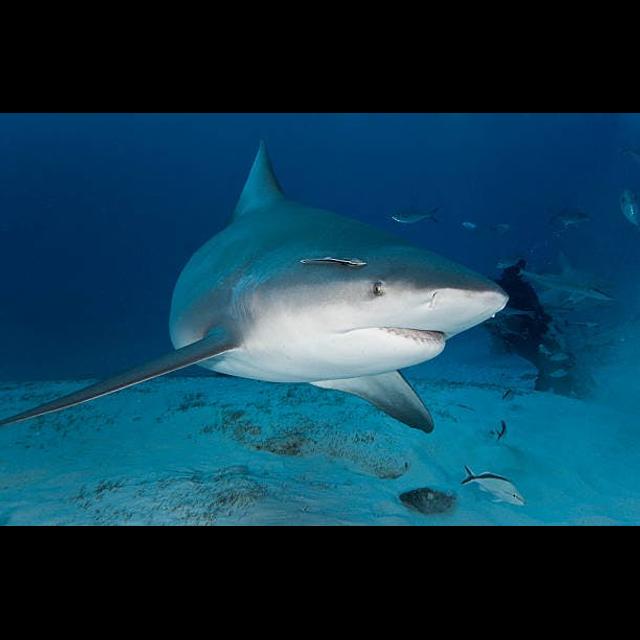 Episode 287: Beguiled by Bull Sharks - podcast episode cover
