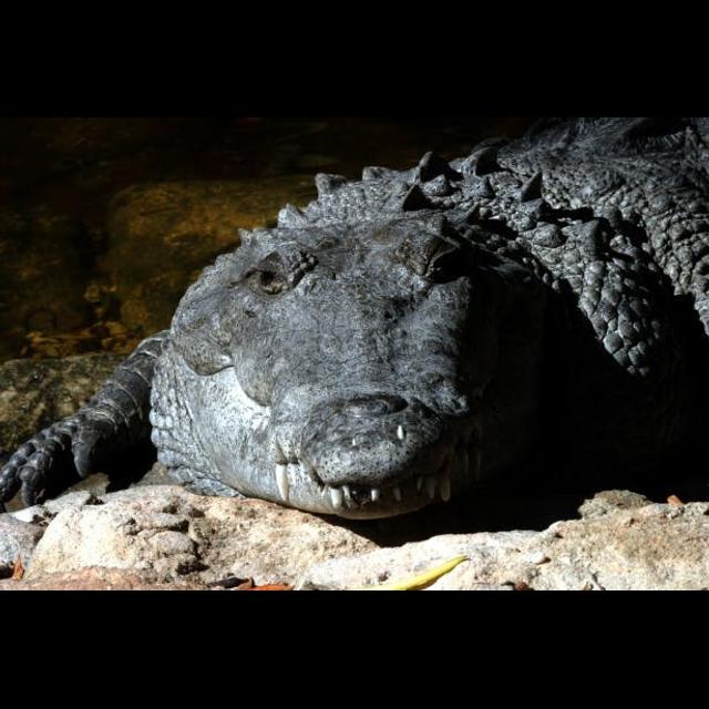 Episode 70: Saltys From Down Under, AKA Saltwater Crocodiles - podcast episode cover