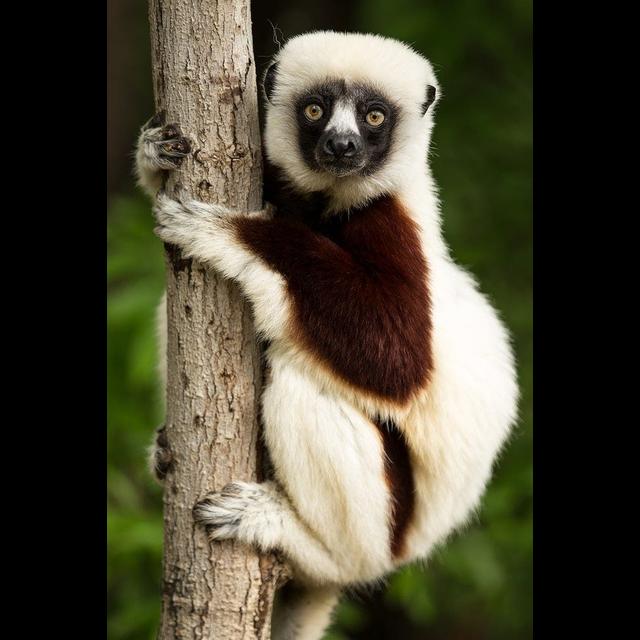 Sifakas Slipping Away - podcast episode cover