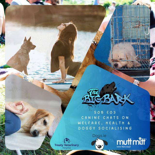 The Big Bark - Episode S05E03 Canine chats on welfare, health & doggy socialising - podcast episode cover