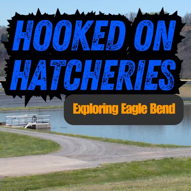 TW 421 - Hooked On Hatcheries, Exploring Eagle Bend - podcast episode cover