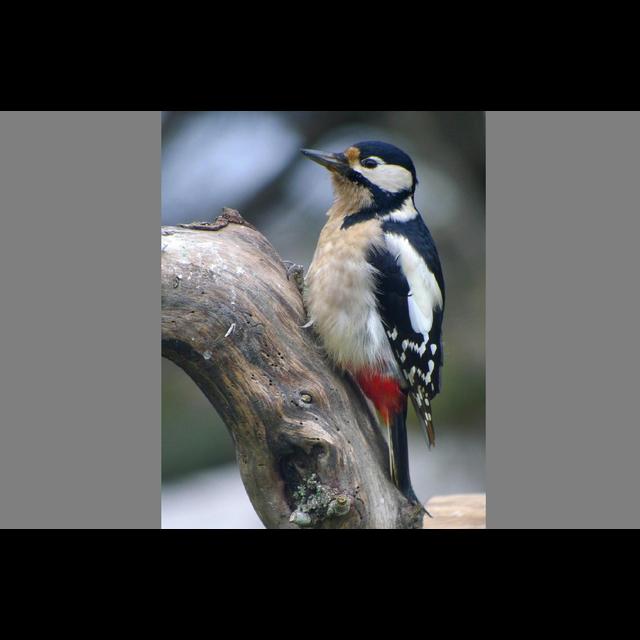 Woodpeckers Drum to Their Own Tunes - podcast episode cover