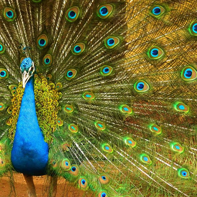 Colorful Peacocks Impress Females with Good Vibes - podcast episode cover