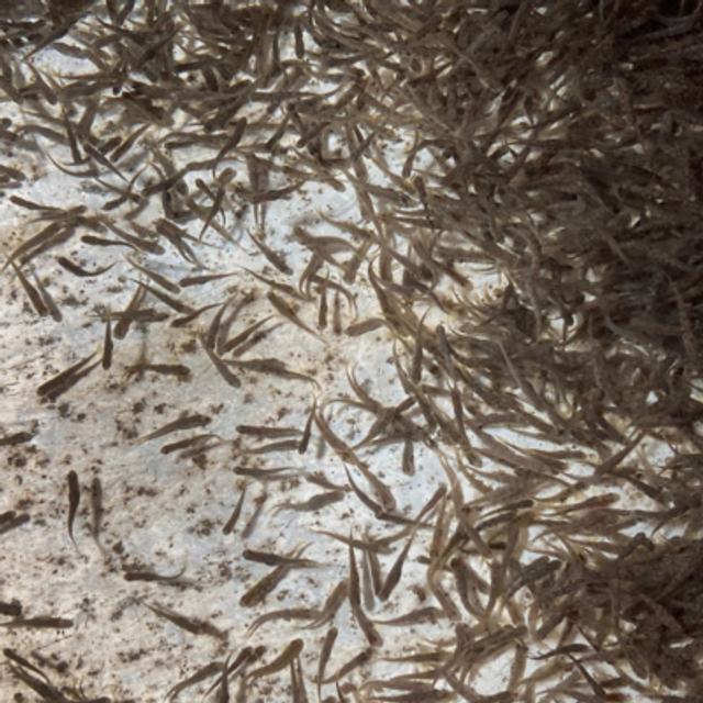 Beaverkill Trout Hatchery: Farming Trout for 5 Generations - podcast episode cover