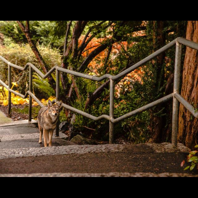 Coyotes Eat Everything from Fruits to Cats - podcast episode cover