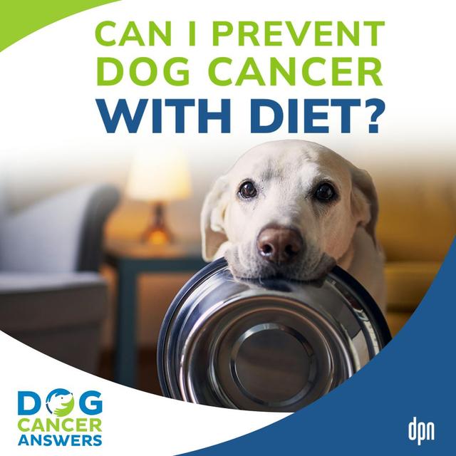 Can I Prevent Dog Cancer With Diet? | Dr. Nancy Reese #156 - podcast episode cover