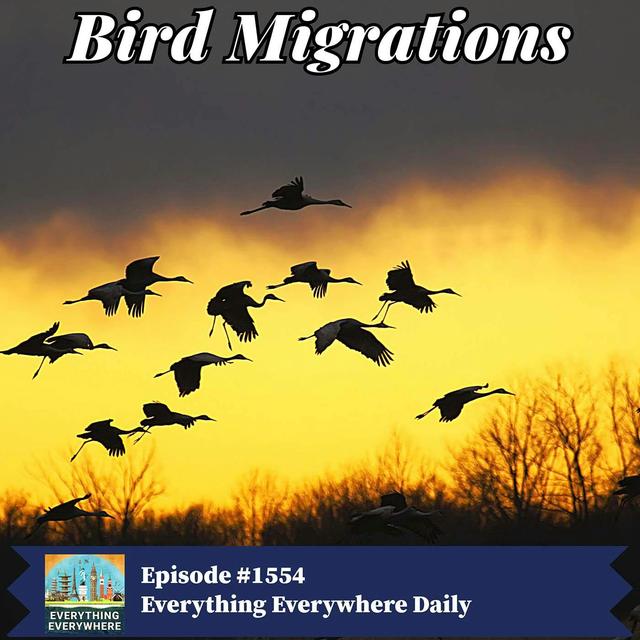 Bird Migrations - podcast episode cover