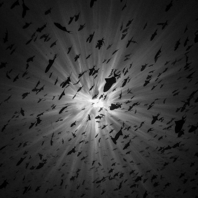 Black and White and Blue—Underwater Fine Art Photography - podcast episode cover