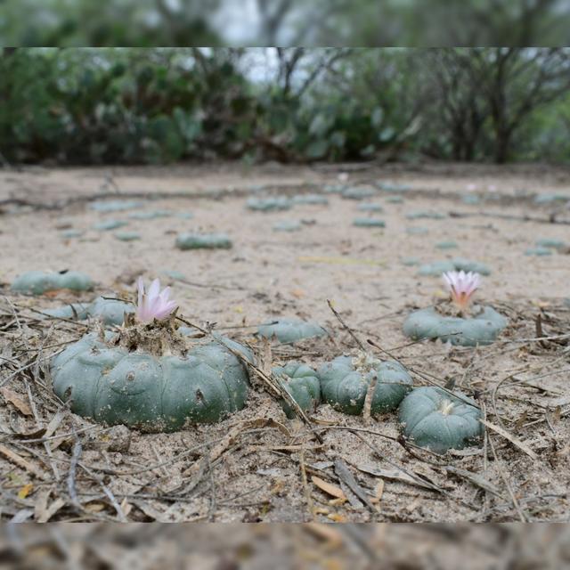 How Ancient Glaciers Affect Peyote - a Conversation with Keeper Trout from Cactus Conservation Institute - podcast episode cover