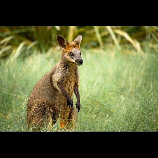 Swamp Wallaby Reproduction Give Tribbles a Run - podcast episode cover
