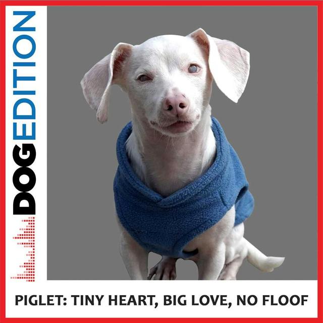 Piglet: Tiny Heart, Big Love, No Floof - podcast episode cover