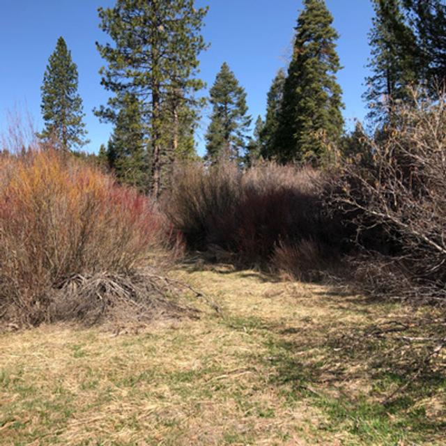 Episode 98: Dawn Chorus At Bigelow Meadow Botanical Area - podcast episode cover